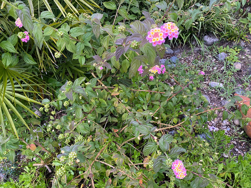 Wisselbloem - Lantana camara