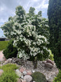 Japanse grootbloemige Kornoelje - Cornus kousa