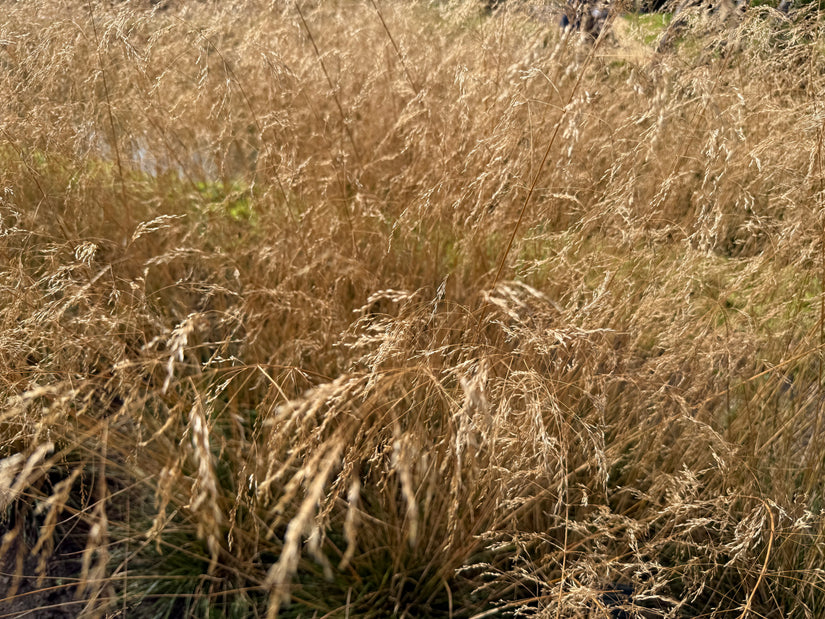 Ruwe smele - Deschampsia caespitosa 'Bronzeschleier'