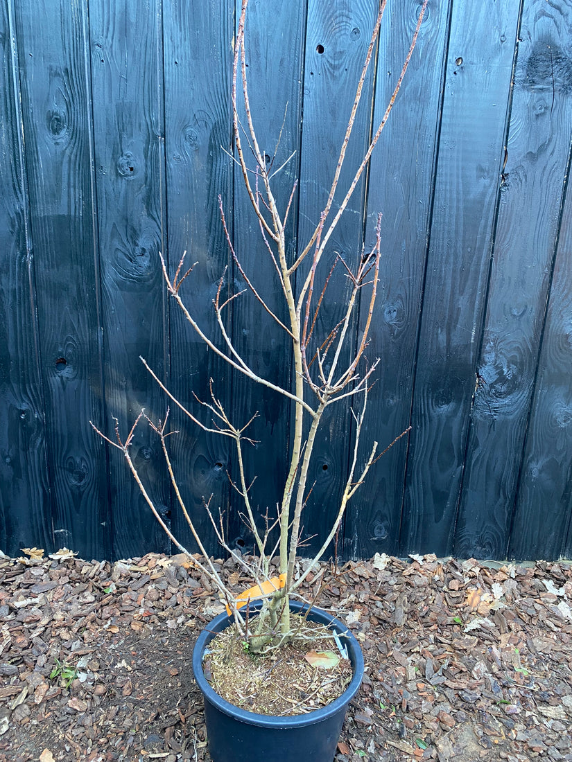 Rode Pruikenboom - Cotinus coggygria 'Royal Purple'