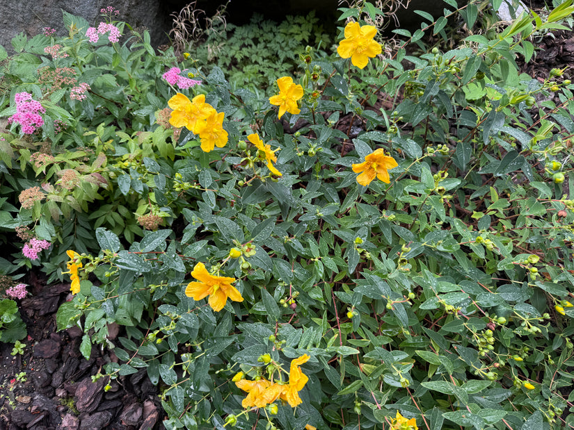 Hertshooi - Hypericum 'Hidcote'