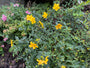 Hertshooi - Hypericum 'Hidcote'