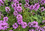 Andoorn - Stachys officinalis 'Ukkie'