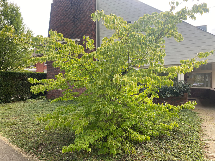 Amerikaanse Kornoelje - Cornus kousa Florida