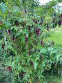 Fazantenbes - Leycesteria formosa