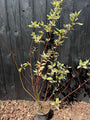 Kornoelje 'Wit bont blad' - Cornus alba 'Elegantissima'