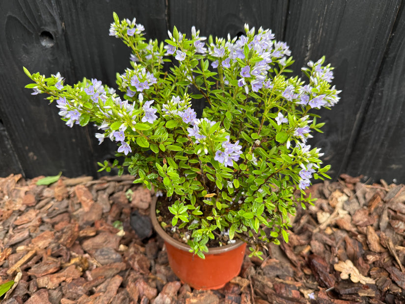Struikveronica - Hebe 'Summer blue'