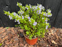 Struikveronica - Hebe 'Summer blue'