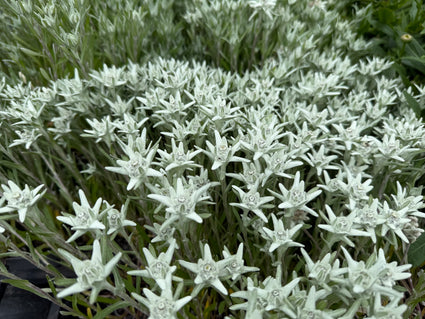 Edelweiss - Leontopodium souliei 'Alpina White'