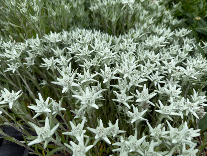 Edelweiss - Leontopodium souliei 'Alpina White'