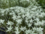 Edelweiss - Leontopodium souliei 'Alpina White'