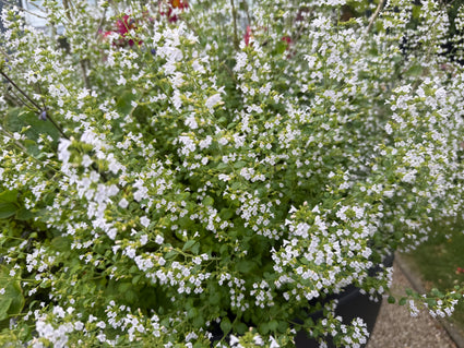 Kleine bergsteentijm - Clinopodium calamintha 'White Cloud'
