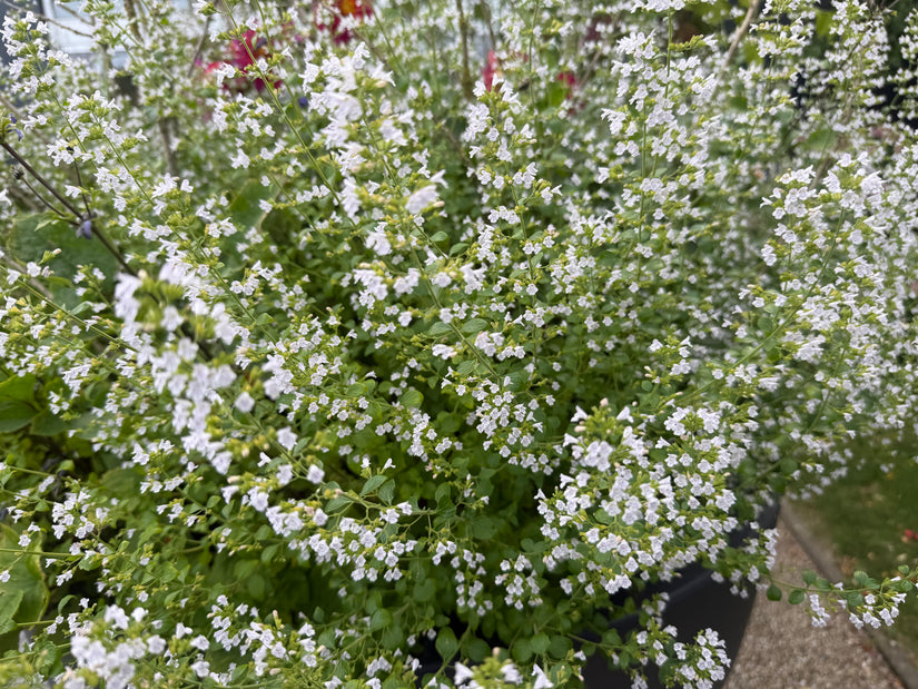 Kleine bergsteentijm - Clinopodium calamintha 'White Cloud'