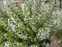 Kleine bergsteentijm - Clinopodium calamintha 'White Cloud'