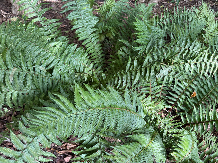 Geschubde mannetjesvaren - Dryopteris affinis 'Pinderi'