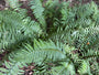 Geschubde mannetjesvaren - Dryopteris affinis 'Pinderi'