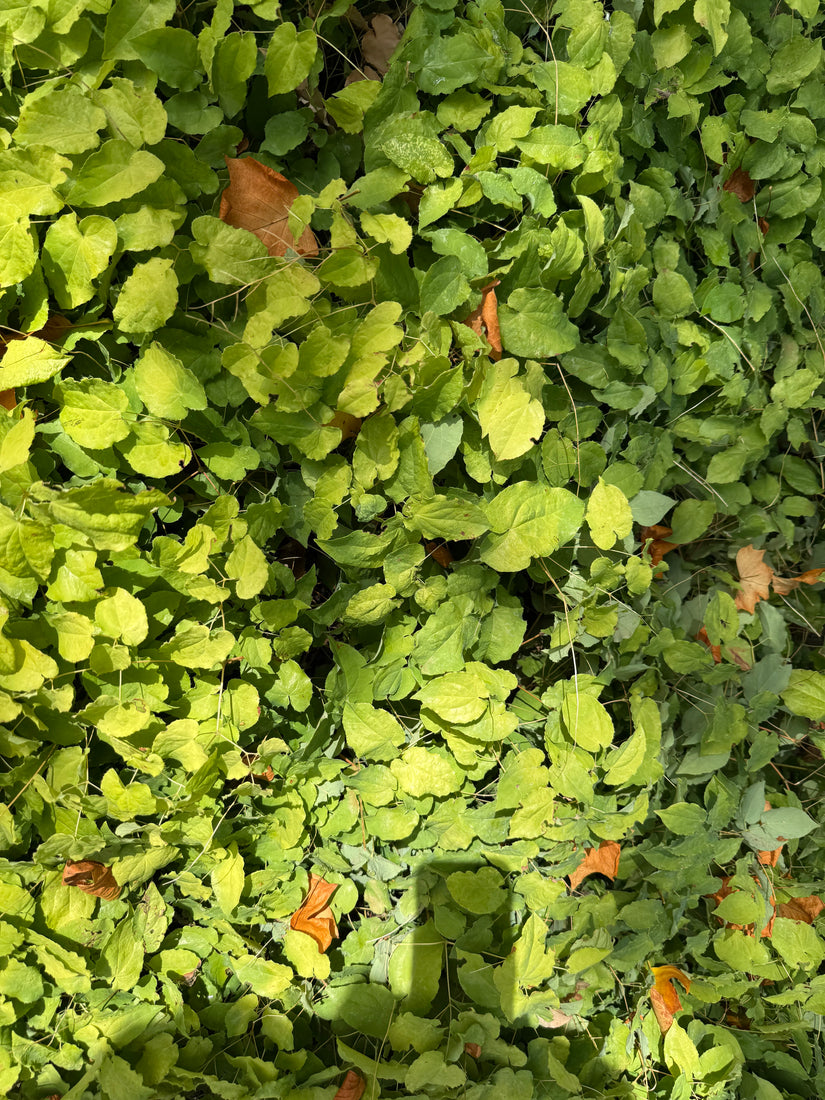 Elfenbloem - Epimedium x cantabrigiense