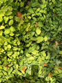 Elfenbloem - Epimedium x cantabrigiense