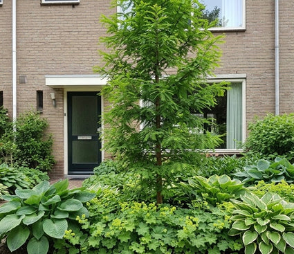 Watercipres - Metasequoia glyptostroboides