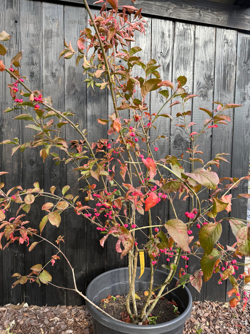 Wilde kardinaalsmuts - Euonymus europaeus 'Red Cascade'