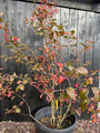 Wilde kardinaalsmuts - Euonymus europaeus 'Red Cascade'