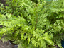 Zachte naaldvaren - Polystichum setiferum 'Proliferum'