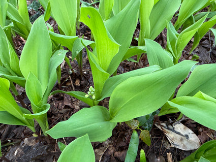 Lelietje van dalen - Convallaria majalis