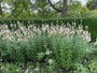 Aar ereprijs (Wit) - Veronica spicata 'Icicle'