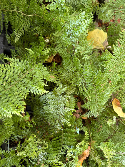 Zachte naaldvaren - Polystichum setiferum 'Plumoso-densum'