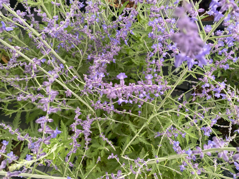 Reuzenlavendel - Perovskia atriplicifolia 'Blue Spire'