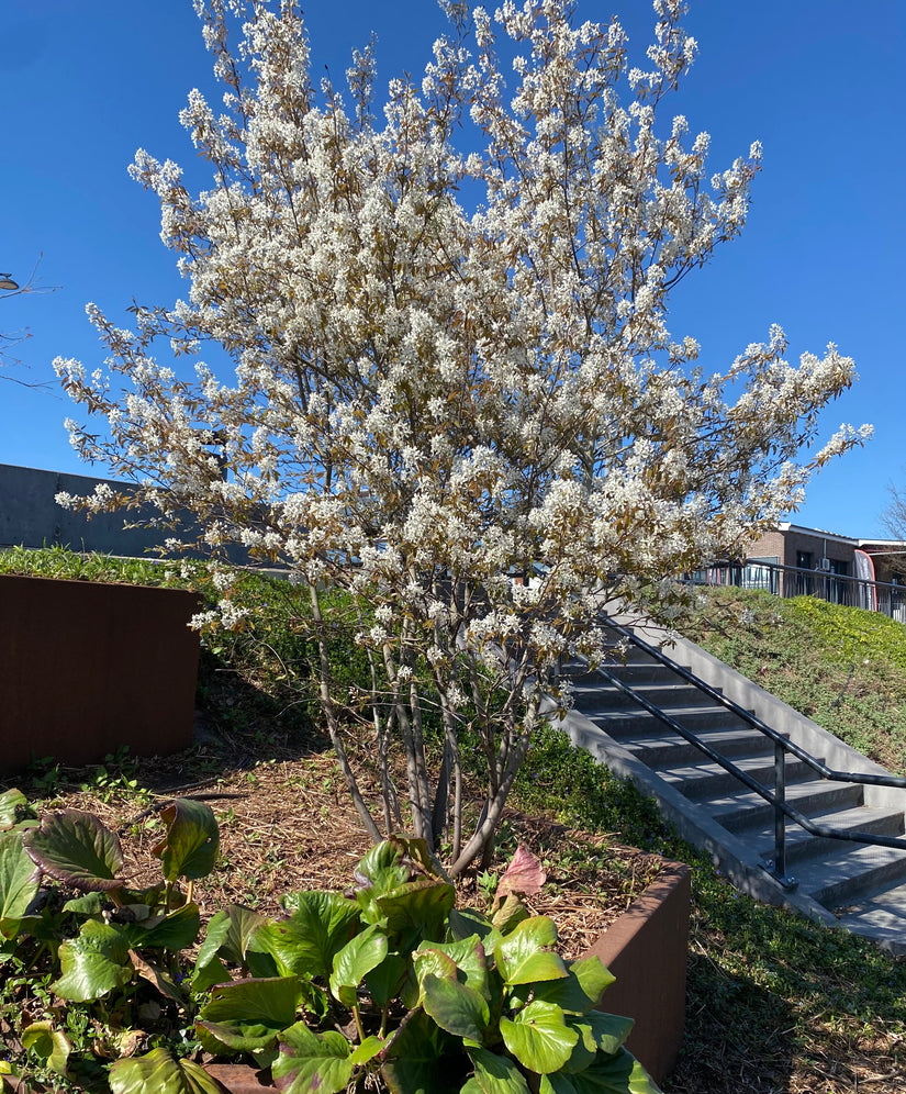 Amerikaans krentenboompje Meerstammig - Amelanchier lamarckii