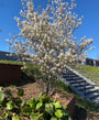 Amerikaans krentenboompje Meerstammig - Amelanchier lamarckii