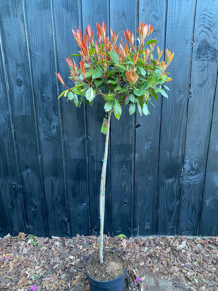 Glansmispel Photinia 'Red Robin' Halfstam boompje