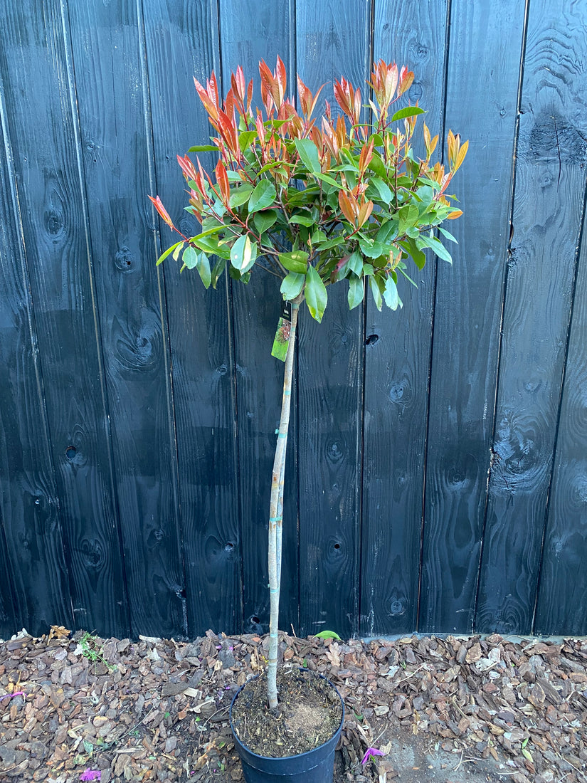 Glansmispel Photinia 'Red Robin' Halfstam boompje