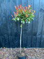 Glansmispel Photinia 'Red Robin' Halfstam boompje