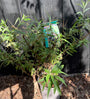 Vlinderstruik (Donkerpaars) - Buddleja davidii 'Black Knight'