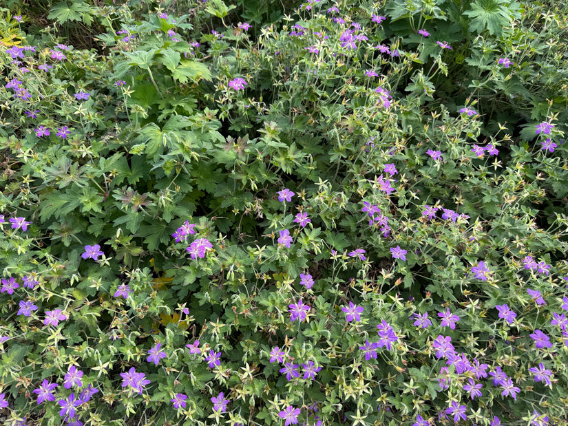 Ooievaarsbek - Geranium wlassovianum
