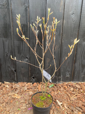 40-50 cm, C3
