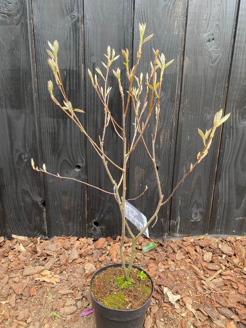 Amerikaans krentenboompje Meerstammig - Amelanchier lamarckii