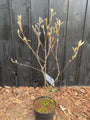 Amerikaans krentenboompje Meerstammig - Amelanchier lamarckii