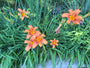 Biologisch Daglelie (Roze) - Hemerocallis 'Pink Damask'