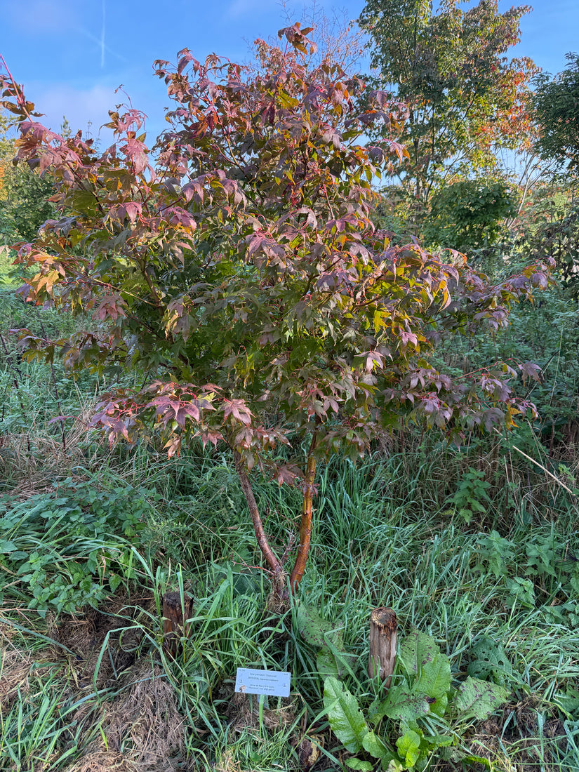 Japanse Esdoorn - Acer palmatum 'Osakazuki'