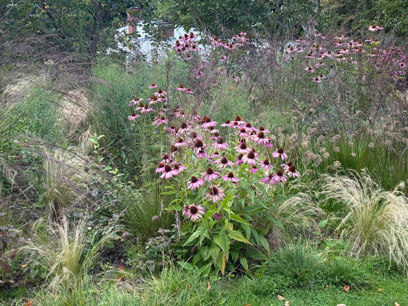 Biologisch Rode Zonnehoed - Echinacea purpurea