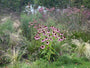 Biologisch Rode Zonnehoed - Echinacea purpurea