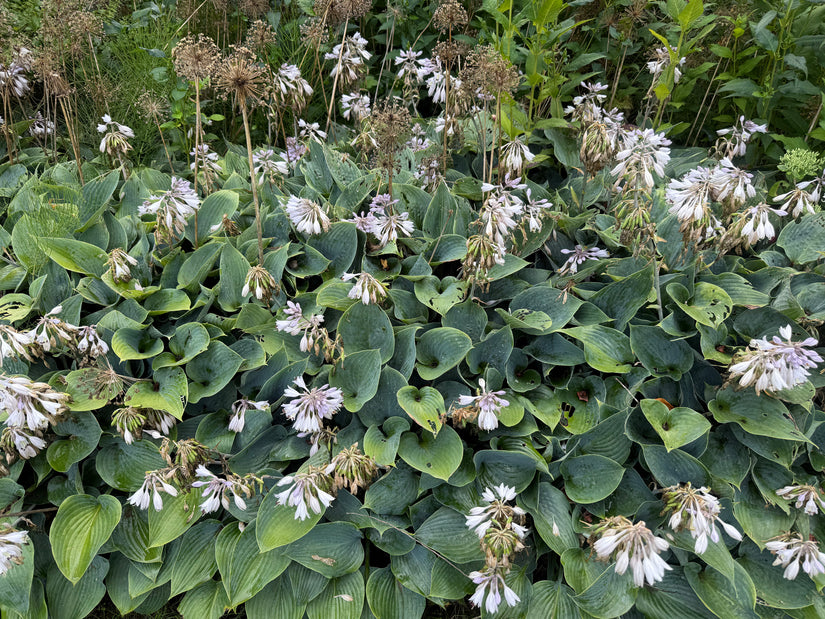 Hartlelie - Hosta tardiana 'Halcyon'