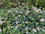 Hartlelie - Hosta tardiana 'Halcyon'