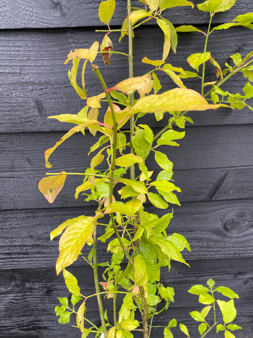 Wilde kardinaalsmuts - Euonymus europaeus