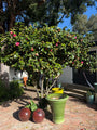 Japanse Roos - Camellia japonica Meerstammig of op stam