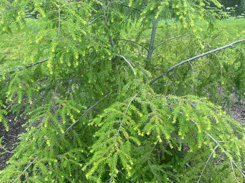 Oostelijke hemlockspar - Tsuga canadensis