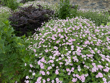 Biologische Ooievaarsbek (groen blad, met witte rand) Licht roze - Geranium 'Dreamland'